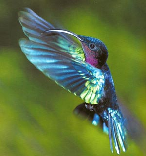 couleur interférentielle